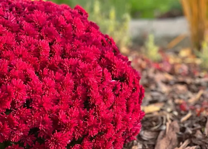 Villa Haus Am Berzdorfer - 3 Schlafzimmer - Ganzes Haus Zur Alleinnutzung - Terrasse - Hochwertige Ausstattung Görlitz